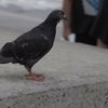 Video: Become Surprisingly Transfixed By This Pigeon Video